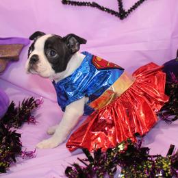 Kiki the Little Firecracker - Black brindle and white female Boston Terrier puppy in Brooksville, Florida from I Love Pups