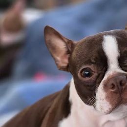 Boston Terriers from PuppiGuppies