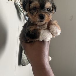 Mars(1500) - Merle male Yorkipoo puppy in Gastonia, North Carolina from Precious pups dynasty kennel