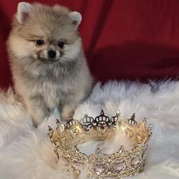 Pomeranian puppies from Pomi Mami Pomeranians