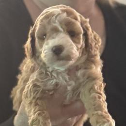 Godiva - Apricot female Goldendoodle puppy in Danville, Virginia from Stella’s Stunning Goldendoodles of VA