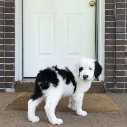 Old English Sheepdog and Sheepadoodle Puppies from Doodlefolk