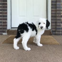 Old English Sheepdog and Sheepadoodle Puppies from Doodlefolk