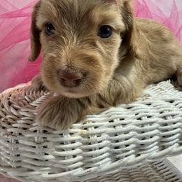 Girl 1  Lil Rhapsody - Cream female Dachshund puppy in Polo, Missouri from Blue Tails Farm