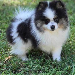 Rocket - Pomeranian