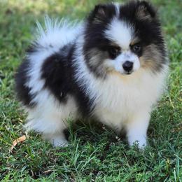 Rocket - Pomeranian