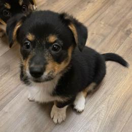 RHT Boy - Black and tan male Pembroke Welsh Corgi puppy in Middleburg, Florida from Mulkeys Little Corgis