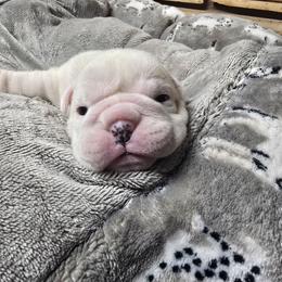 Lime green girl - Red brindle and white female Bulldog puppy in Laurel, Montana from Bull Mountain Bulldogs