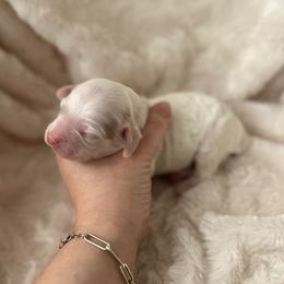 Heartthrob - Red and white male Cockapoo puppy in Advance, North Carolina from Rome & Reign Farm