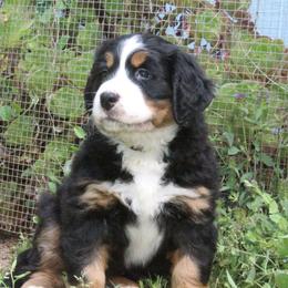 Bernese Mountain Dog Puppies from Baby Bear Bernese Kennel