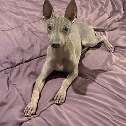 Holly - Blue female American Hairless Terrier puppy in Cleveland, Texas from Poise Aussies & American Hairless Terriers
