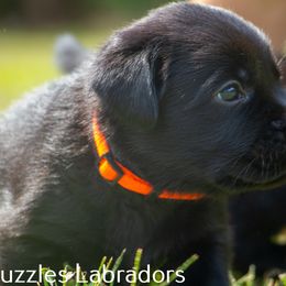 Labrador Retriever Puppies from Puzzles Labradors