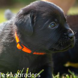 Labrador Retriever Puppies from Puzzles Labradors