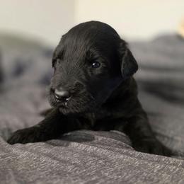 Female 7 - Black female Giant Schnauzer puppy in Mcneal, Arizona from Olympian Giant Schnauzers and Westie’s!