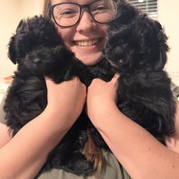 Assorted Doodle Crosses Puppies from Kendra’s Georgia Peach Pomapoos