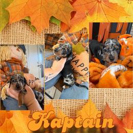 Kaptain - Dapple male Dachshund puppy in Brazil, Indiana from King Duke Dachshunds