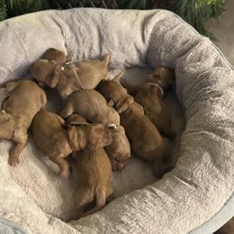 Girl 1 - Dark golden female Golden Retriever puppy in Payette, Idaho from Stonewick Retrievers