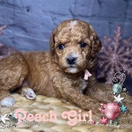 Peach Girl - Apricot Goldendoodle puppy in Excelsior Springs, Missouri from Zoodles Micro Goldendoodles