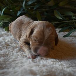 Aussiedoodle and Goldendoodle Puppies from Classic City Doodles
