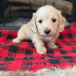 BUDDY - Cream male Dachshund puppy in Paradise, Texas from C and J Minis