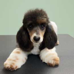 Clara - Poodle
