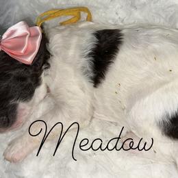 Meadow - Parti female Poodle puppy in Prosperity, Pennsylvania from Stelladoodles & Company
