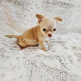 Harrison - Gold and white male Chihuahua puppy in Ponca City, Oklahoma from Bliss Acres Farm