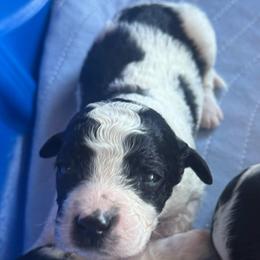 Biscuit - Black and white male Cavapoo puppy in Blanchard, Oklahoma from Curly Q Cavapoos