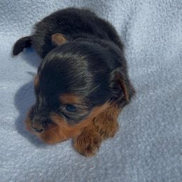 Blue collar Boy 3p - Black and tan male Yorkshire Terrier puppy in Houston, Texas from Little things