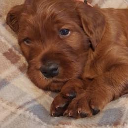 Pink collar Female - Mahogany female Irish Setter puppy in East Bloomfield, New York from Down East Setters