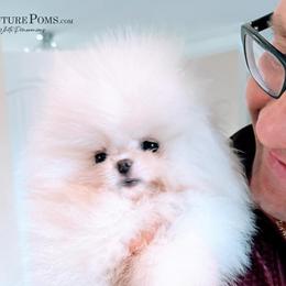 Pomeranian Puppies from Kouture Pomeranians