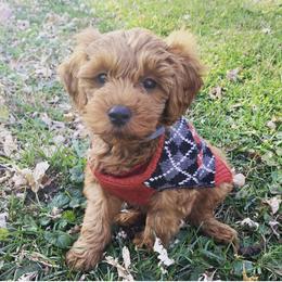 Goldendoodle Puppies from Beck Kennel