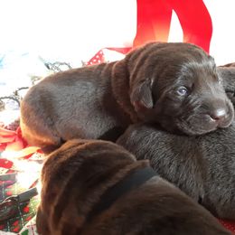 Labrador Retriever Puppies from Aldrich Mountain Labradors
