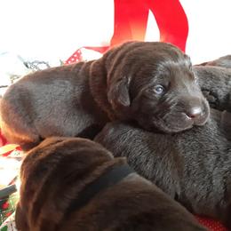 Labrador Retriever Puppies from Aldrich Mountain Labradors