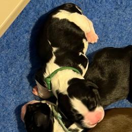 Green - Black and white female English Springer Spaniel puppy in St. Louis, Missouri from Three Doves