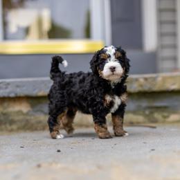Tilly - Tri-color female Bernedoodle puppy in Narvon, Pennsylvania from CBKB Bernedoodle’s