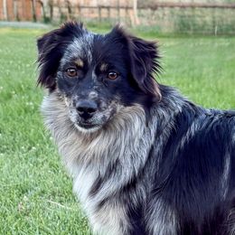 Cali - Miniature American Shepherd