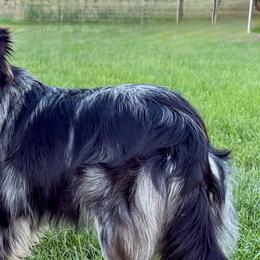Cali - Miniature American Shepherd