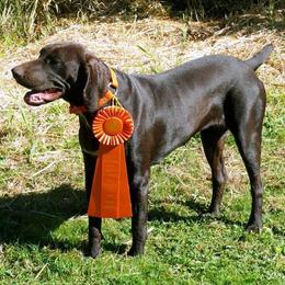 German Shorthaired Pointers from Idaho Hunting Dogs