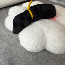 Girl 1 - Black female Poodle puppy in Longview, Washington from Evergreen Miniature Poodles