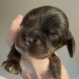 Reese - Brown and tan male Cocker Spaniel puppy in Sautee Nacoochee, Georgia from Candy's Cockers