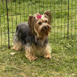 Annie - Yorkshire Terrier