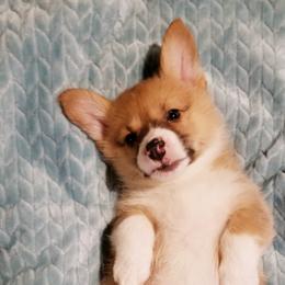 Pembroke Welsh Corgi Puppies from Whimsical Treasure Corgis