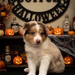 Frankenstein - Red merle male Australian Shepherd puppy in Wrightstown, New Jersey from Hartzland Farm Australian Shepherds