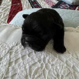 French Bulldog All Grown Up from Pipsters