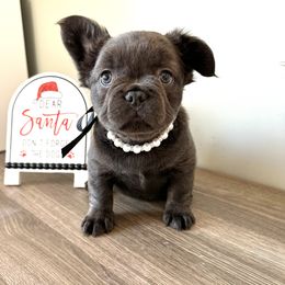 Visual Fluffy Blue brindle from OFA'd parents(red) - Blue female French Bulldog puppy in Billings, Montana from Montana Made Frenchies