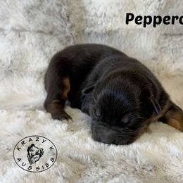 Peppercorn - Black tri male Miniature Australian Shepherd puppy in Garden Plain, Kansas from Krazy K Aussies