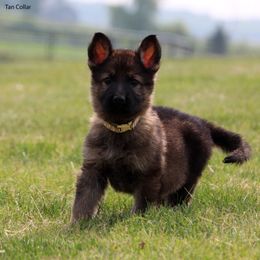 Boy 1 - Sable male German Shepherd puppy in Black Creek, Wisconsin from Copper View Farm German Shepherds and Labrador Retreivers