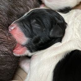 Goldendoodle Puppies from Goldendoodles on the Hill