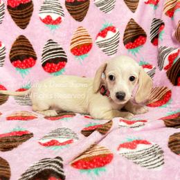 Cream Male Soft Wire Red Collar - Cream male Dachshund puppy in Cleveland, Tennessee from Kelly's Doxie Farm